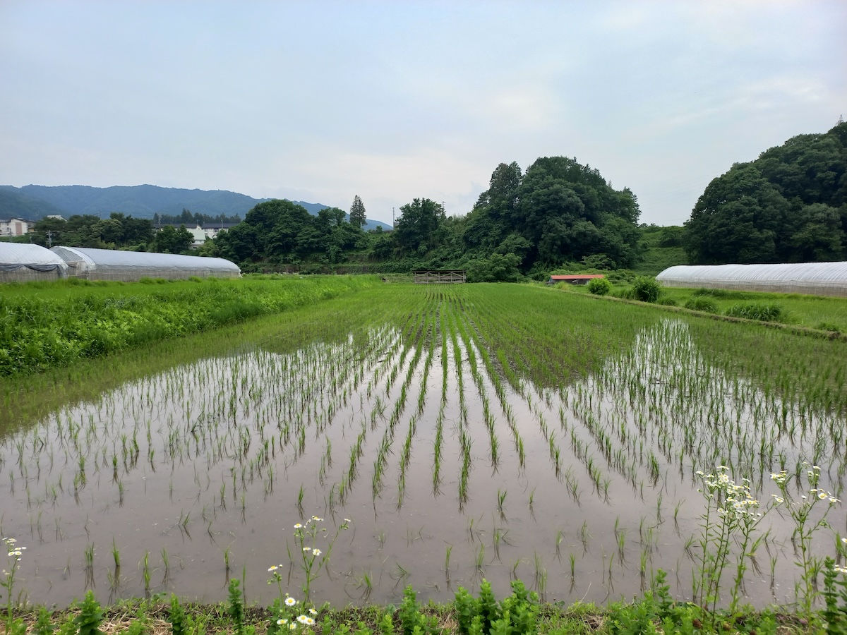 A rice field in the Japanese pre-alps with considerably less weeds