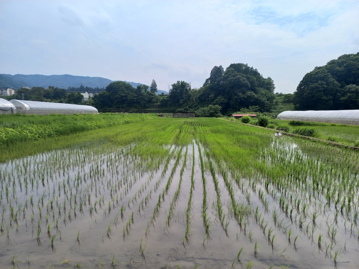 A rice field in the Japanese pre-alps with plenty of weeds